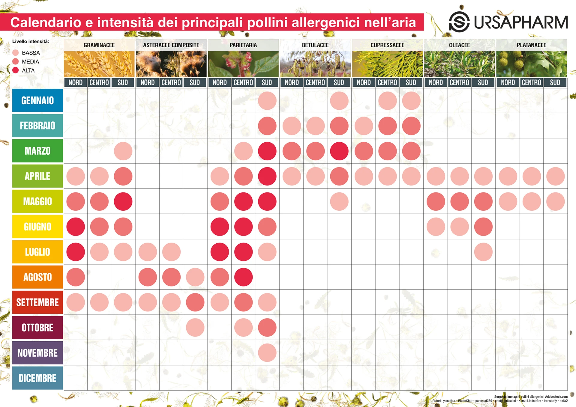 Tabella con calendario pollinico, versione pdf accessibile disponibile scorrendo la pagina